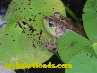 /home//u458753944/public_html/sourcegallery//////////Frogs/More bullfrogs/DSCN5257.JPG